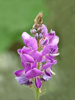 Desmodium