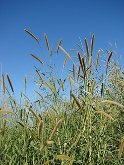 Napier grass