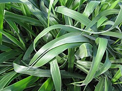 Brachiaria grass
