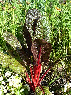 Swiss chard (silverbeet)